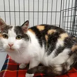 Znaleziono kota, Toruń, 3 lutego 2026