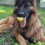 Pies do adopcji, Olsztyn, 10 sierpnia 2024