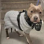 Znaleziono psa, Toruń, 30 stycznia 2026