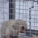 Pies do adopcji, Milanówek, 25 stycznia 2026