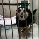 Znaleziono psa, Toruń, 29 stycznia 2026