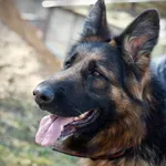 Pies do adopcji, Olsztyn, 10 sierpnia 2024