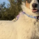 Pies do adopcji, Pieczyska, 5 lutego 2026