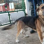 Znaleziono psa, Toruń, 1 lutego 2026