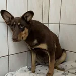 Znaleziono psa, Toruń, 30 stycznia 2026