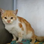 Znaleziono kota, Toruń, 2 lutego 2026