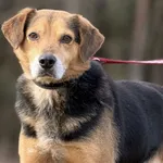 Pies do adopcji, Pieczyska, 5 lutego 2026