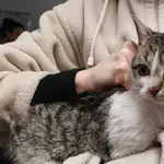 Znaleziono kota, Toruń, 3 lutego 2026