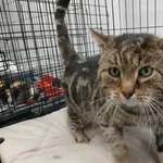 Znaleziono kota, Toruń, 1 lutego 2026