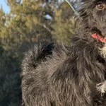 Pies do adopcji, Pieczyska, 5 lutego 2026