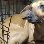 Znaleziono psa, Toruń, 29 stycznia 2026