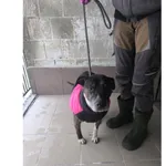 Znaleziono psa, Białystok, 4 lutego 2026