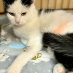 Kot do adopcji, Jelenia Góra, 24 stycznia 2026