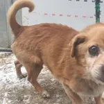 Znaleziono psa, Racławice, 3 lutego 2026