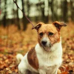 Pies do adopcji, Dłużyna Górna, 6 lutego 2026