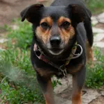 Pies do adopcji, Korabiewice, 5 lutego 2026