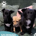 Pies do adopcji, Dąbrówka, 6 lutego 2026