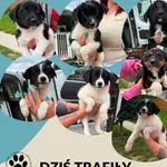 Pies do adopcji, Dąbrówka, 18 sierpnia 2026