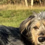 Pies do adopcji, Pieczyska, 6 lutego 2026