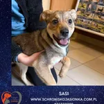 Pies do adopcji, Dębniak, 24 kwietnia 2025