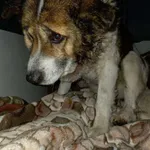 Pies do adopcji, Zgierz, 5 lutego 2026