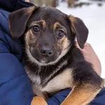 Pies do adopcji, Sopot, 5 lutego 2026