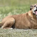 Pies do adopcji, Pieczyska, 6 lutego 2026