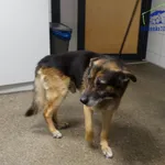 Znaleziono psa, Szczecin, 5 lutego 2026