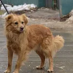 Pies do adopcji, Pabianice, 5 lutego 2026