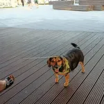 Zaginął pies, Łódź, 5 lutego 2026