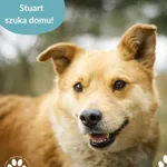 Stuart