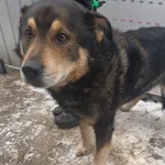 Znaleziono psa, Racławice, 3 lutego 2026