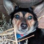 Pies do adopcji, Korabiewice, 5 lutego 2026