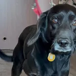 Pies do adopcji, Głowno, 5 lutego 2026