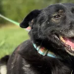 Pies do adopcji, Pieczyska, 6 lutego 2026