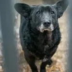 Znaleziono psa, Toruń, 3 lutego 2026