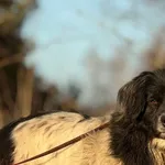 Pies do adopcji, Pieczyska, 6 lutego 2026