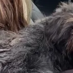 Pies do adopcji, Głowno, 5 lutego 2026