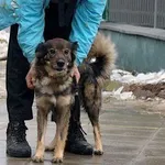 Pies do adopcji, Pabianice, 21 stycznia 2026