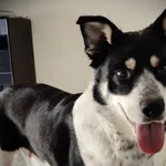 Pies do adopcji, Głowno, 5 lutego 2026