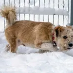 Pies do adopcji, Sopot, 5 lutego 2026