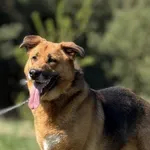 Pies do adopcji, Pieczyska, 5 lutego 2026