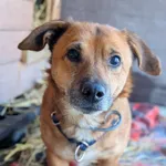 Pies do adopcji, Korabiewice, 5 lutego 2026