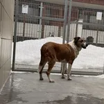 Pies do adopcji, Kraków, 22 stycznia 2026