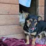 Pies do adopcji, Korabiewice, 5 lutego 2026