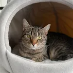 Kot do adopcji, Głowno, 13 października 2025