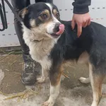 Znaleziono psa, Racławice, 5 lutego 2026