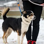 Znaleziono psa, Racławice, 5 lutego 2026