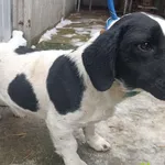 Znaleziono psa, Racławice, 5 lutego 2026