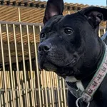 Imię: Max Chip: 616099120105732 Płeć : samiec Wiek: styczeń 2023 Wielkość: średni Kastracja/sterylizacja:  Tak Inne Psy:  Akceptuje towarzystwo suczek i psów Dzieci: W wieku szkolnym Max to energiczny